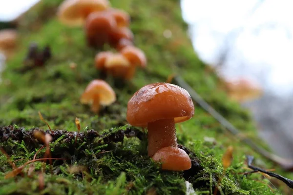 Flammulina Velutipes Großaufnahme — Stockfoto