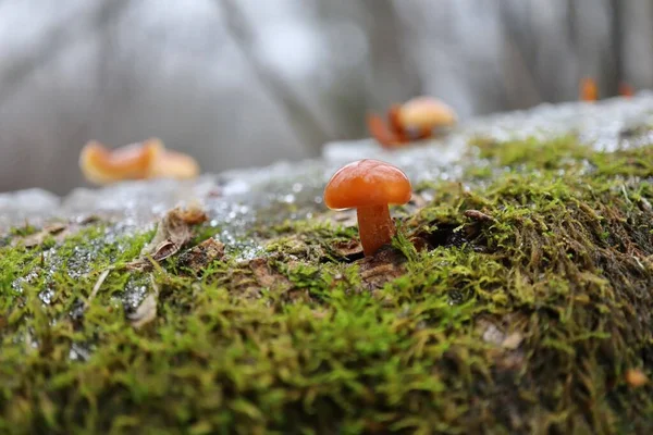 Flammulina Velutipes Großaufnahme — Stockfoto