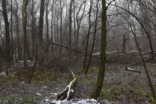 Deadwood Spring Forest — Stock Photo, Image