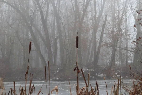 森林里的雾天 — 图库照片