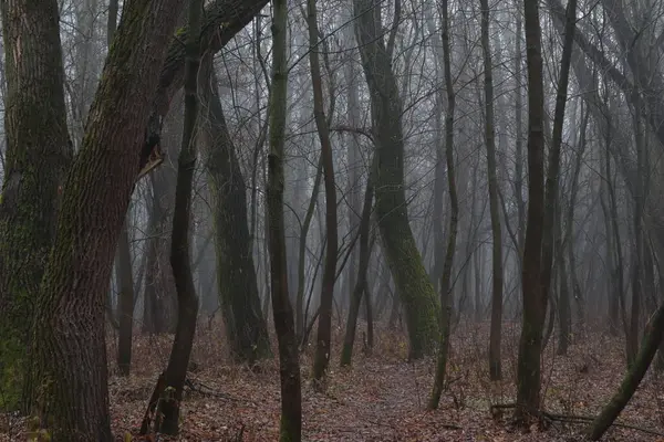 Forêt Printanière Brumeuse Sombre — Photo