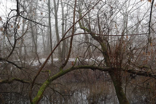 Mroczny Zimowy Las Śniegiem — Zdjęcie stockowe