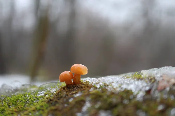 Flammulina Velutipes Close — Fotografia de Stock