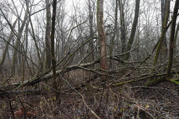 Падшие Деревья Мрачном Лесу — стоковое фото