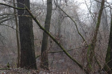 Kasvetli bir ormanda devrilmiş ağaçlar