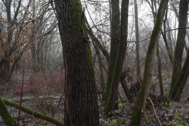 Yağmur üstüne yağmur.