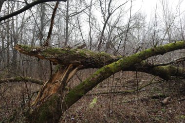 Kasvetli bir ormanda devrilmiş ağaçlar