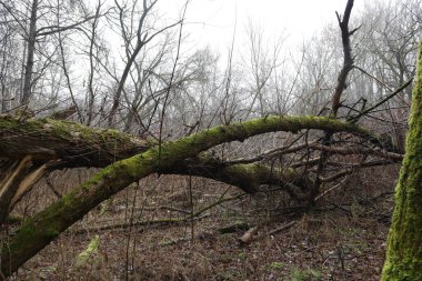Kasvetli bir ormanda devrilmiş ağaçlar