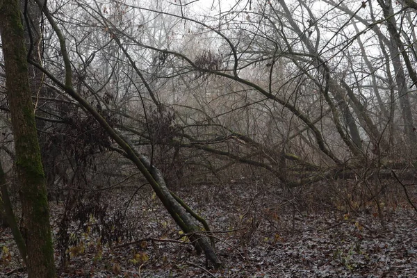 Arbres Tombés Dans Une Forêt Sombre — Photo