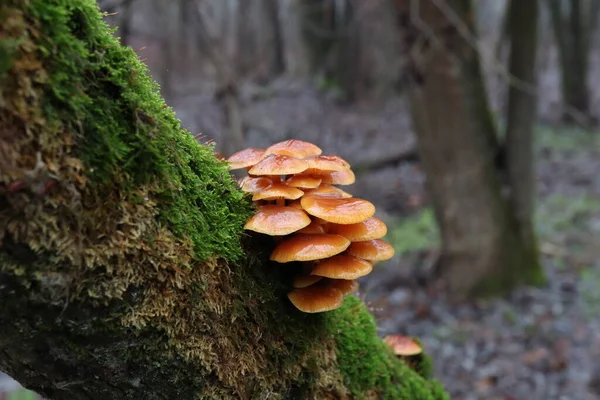 Flammulina Velutipes Yakın planda 