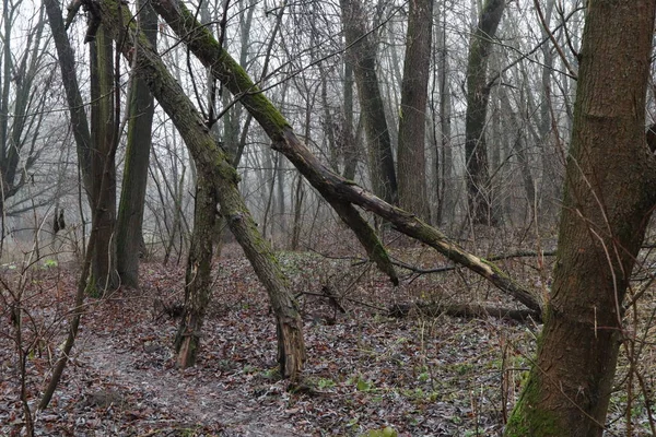 Árvores Caídas Uma Floresta Sombria — Fotografia de Stock