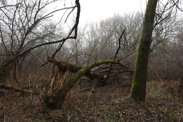 Fallen Trees Gloomy Forest — Stock Photo, Image