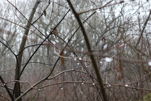 Bosque Silvestre Después Lluvia —  Fotos de Stock