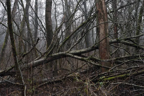 Arbres Tombés Dans Une Forêt Sombre — Photo