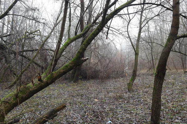 Foresta Selvaggia Dopo Pioggia — Foto Stock