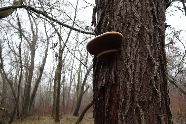 Tinder Fungus Tree Closeup — Stock Photo, Image