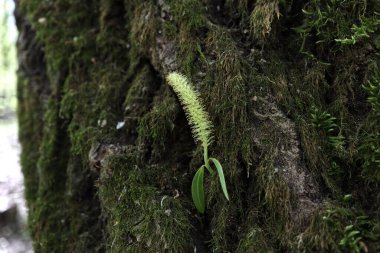 İlkbaharda ağaçtan dallar çıkar.