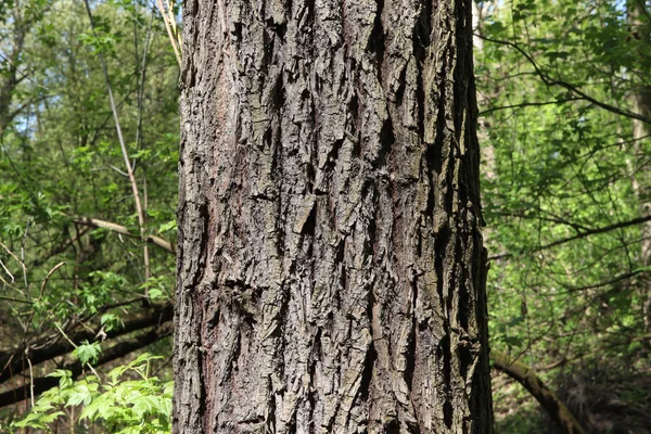 Wood Texture Morning Forest — Stock Photo, Image