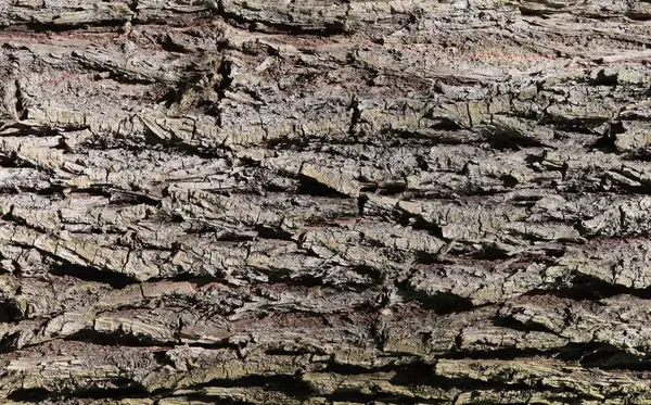 Ormanda Sabah Ağacı Kabuğu Dokusu — Stok fotoğraf