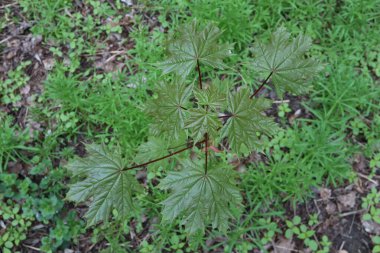 Acer platanoides bahar ormanında yapraklanıyor.