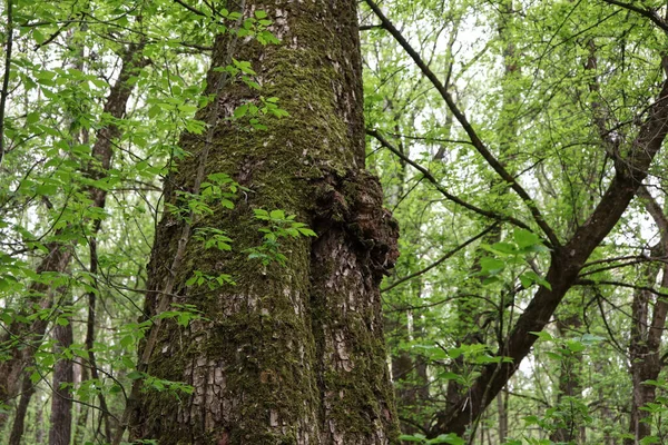 Bahar Ormanında Yosun Kaplı Ağaç — Stok fotoğraf