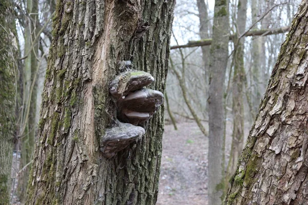 Pilz Herbstwald — Stockfoto