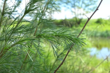 Artemisia abrotanum in the meadow 