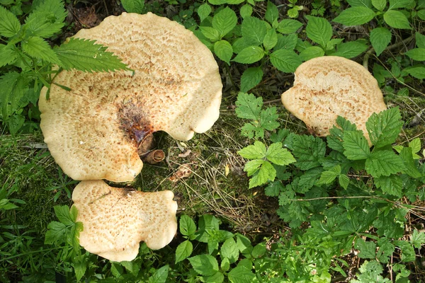 Polyporus Squamosus Het Zomerwoud — Stockfoto