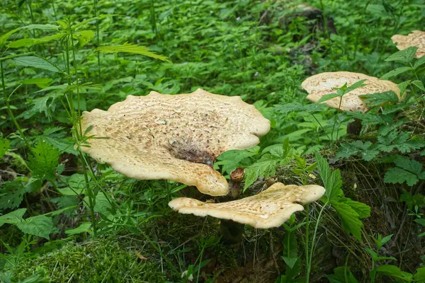 Polyporus Squamosus Sommerwald — Stockfoto