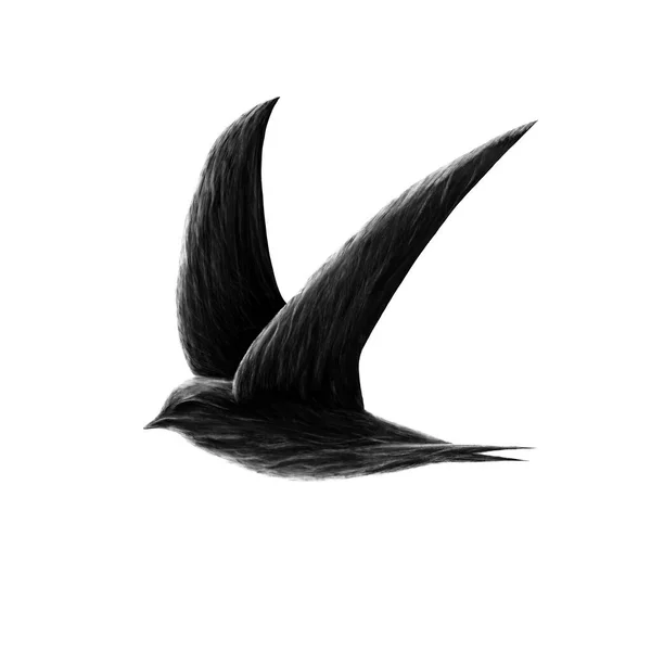 Swift Πουλί Σκούρο Λογότυπο Σχεδιασμό Apus Apus — Φωτογραφία Αρχείου
