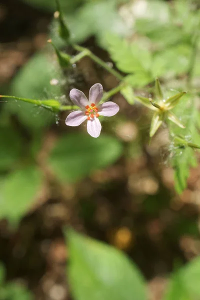 Geranium Robertianum Blomma Makro — Stockfoto