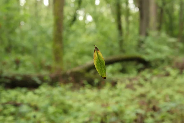 森の中の葉 ウェブ上の小さな葉 — ストック写真