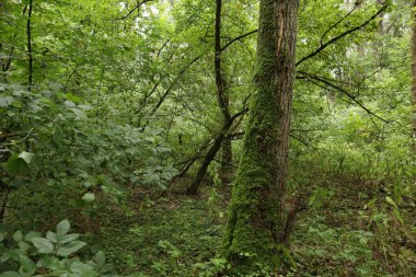 Yosun dolu orman yaz sonu