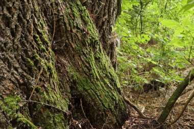 Yosun dolu orman yaz sonu