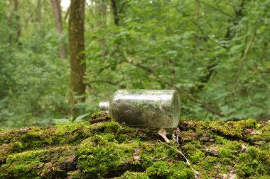 Yosun ağacında cam şişe, ekoloji. 