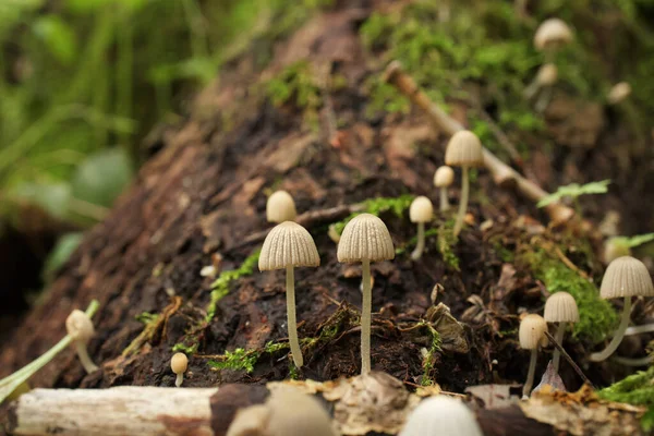 Coprinellus Autumn Forest Closeup — Stock Photo, Image