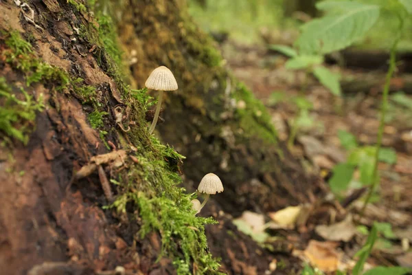 Coprinellus Höstskogen Närbild — Stockfoto