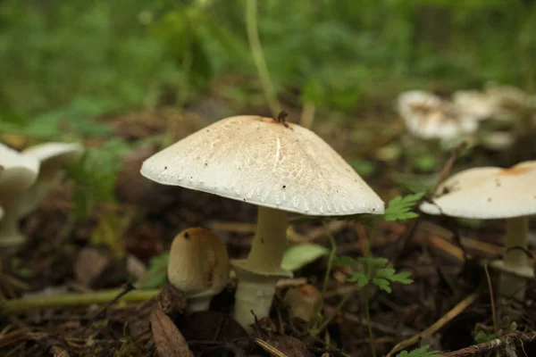 Sonbahar ormanda Zehirli mantar