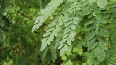 Robinia psödoacia yaprakları sonbahar ormanlarında yağmur altında.