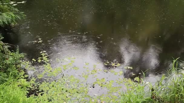 Осінній Дощ Берегах Забрудненої Річки — стокове відео