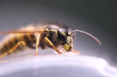 Arı yiyen bal, aşırı yakın çekim. Göz dokusu. Makro görünüm