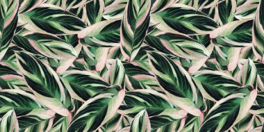 Suluboya renkli tropikal boya, pembe yapraklar pürüzsüz arka plan. Suluboya el, duvar kâğıdı için tropikal egzotik yaprak baskıları çizmiş. Tekstil Hawaii aloha yaz tarzı..