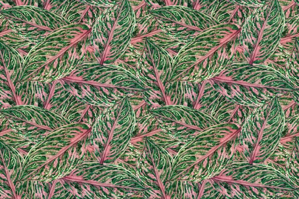 Watercolor painting colorful tropical green,pink leaves seamless pattern background.Watercolor hand drawn illustration tropical exotic leaf prints for wallpaper,textile Hawaii aloha summer style