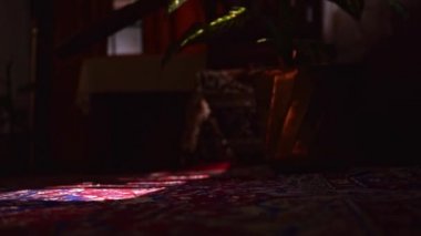 Kapalı alanda, Dieffenbachia 'da, karanlık bir oturma odasında, halı döşeli bir zeminde, pencereden bir güneş ışığı parlıyor. - Eğik çekim.