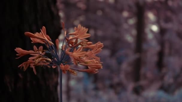 Hindistan 'ın Manali Ormanı' ndaki Sonbahar Çiçek Ampulleri Nerine Sarniensis Orange. - Yakın çekim. — Stok video