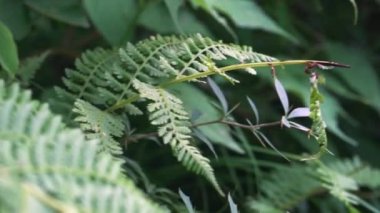 Manali, Hindistan 'da çok güzel bir yaz günü ormandaki aşırı gelişmiş eğrelti otları. - Yakın çekim.