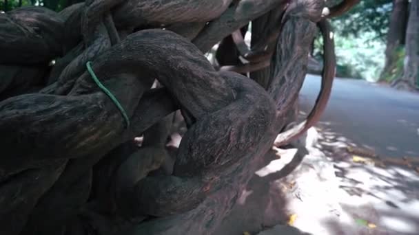Twisted Root Of A Tree In Naggar, India - close up, panning up shot — Stock Video