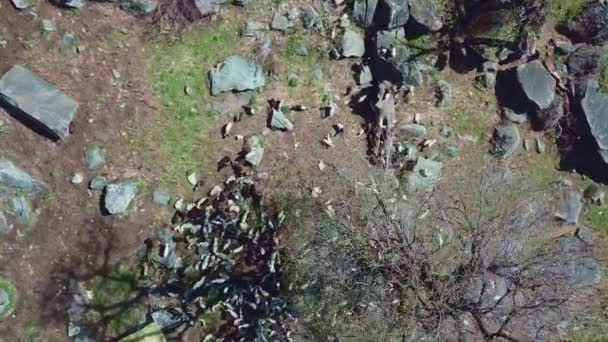 Légi felvétel egy hatalmas birkanyáj nyugszik sziklák alatt egy fa kiszáradt ágak.