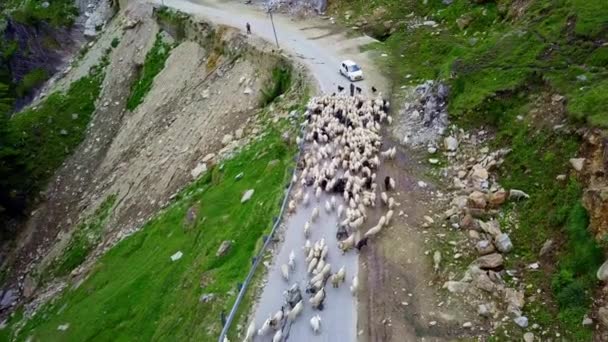 Aerial view of highway blocked by flock of sheeps in manali , himachal pradesh — Stock Video
