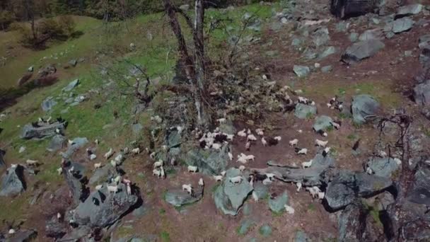 마른 가지들이 달린 나무 아래 바위 위에 앉아 있는 거대 한 양 떼를 공중에서 찍은 사진. — 비디오